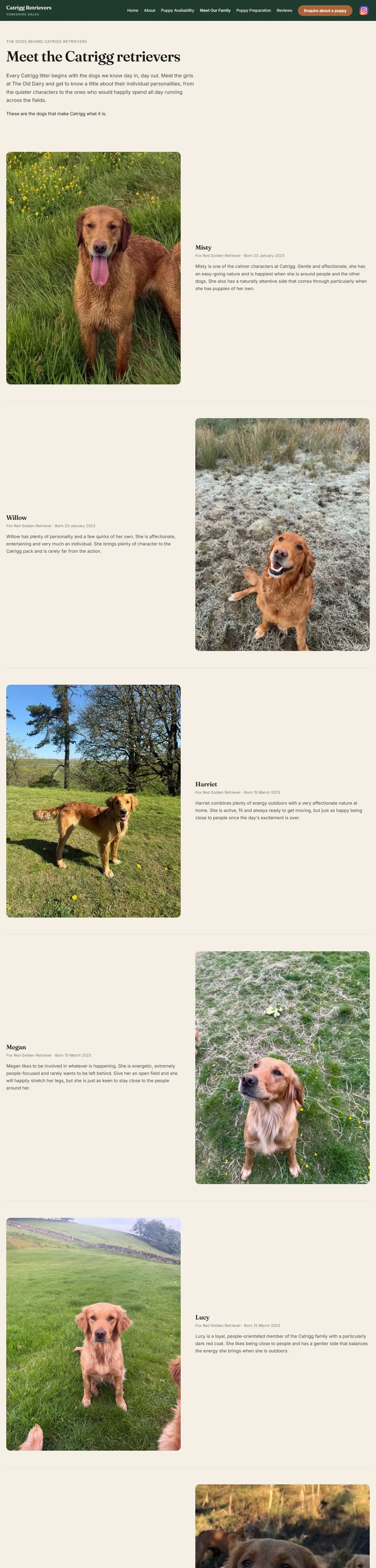 Meet Our Family page, with a photo and a short profile for each of the breeding dogs, starting with Misty, Willow, Harriet and Megan.