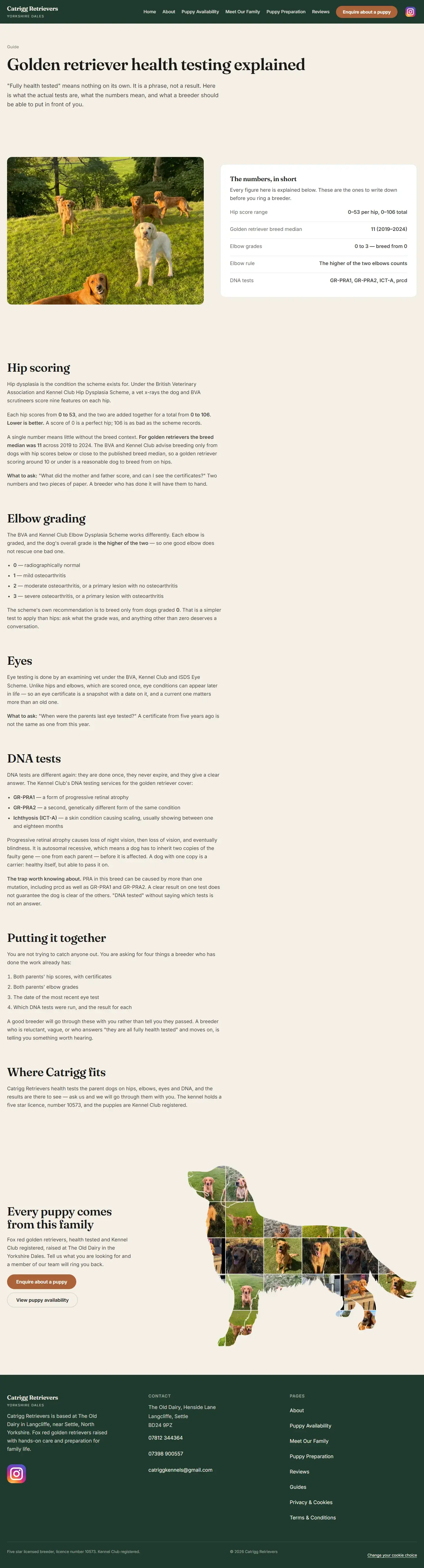 Golden retriever health testing guide covering hip scoring, elbow grading, eyes and DNA tests, with a summary table of the numbers to ask a breeder for.